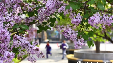 【清华附小成志教育“100+2”】从“成志书屋”到“百草园”