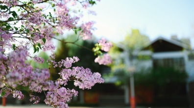 【成志教育100+5】你在家上课,校园的花儿敞开怀抱